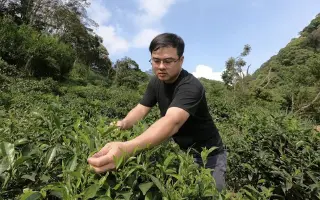 台湾新北青农陈宣和製茶 扬名国际