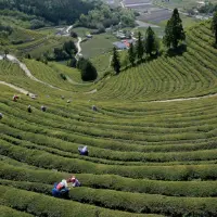日本抹茶制茶对准有机认证，加强生产KAWANE抹茶