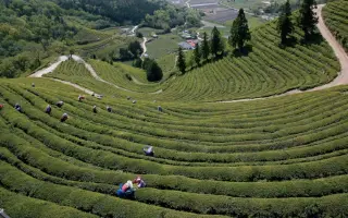 日本抹茶制茶对准有机认证，加强生产KAWANE抹茶