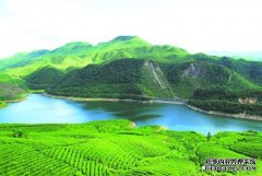 黔南州出实招抓好茶产业 推动全州茶产业发展