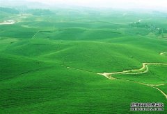湄潭县采取五项措施助推茶产业快速发展