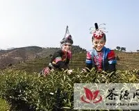 景宁县积极发展茶文化 宣传金奖惠明茶