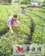 麻城龟山茶场：生态公园茶飘香