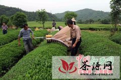 婺源生态茶园的茶叶丰产丰收