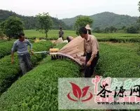 婺源生态茶园的茶叶丰产丰收
