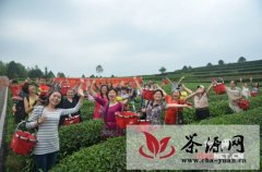 “茶之旅”活动在长沙金井镇正式启动