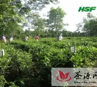 海南定安南海农场举行采茶竞赛