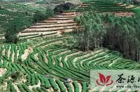 漳平市积极提升茶产业竞争优势