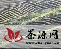 江西生态条件优越 茶叶品质超群
