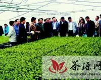 西乡不断加大投入茶产业　创新育苗移栽技术