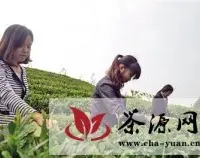 5至10年 永川茶叶产值将达10亿