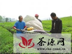 黔南州首个标准化机采茶园量产