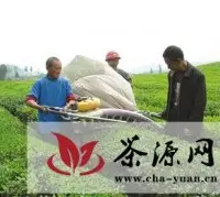 黔南州首个标准化机采茶园量产