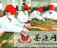 茶叶产业发展促庐江县10万茶农收入翻一番