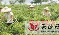 海南乌石农场茶叶全面进入高产期