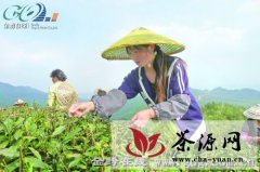 黔南州紧锣密鼓大抓茶产业发展