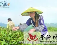 黔南州紧锣密鼓大抓茶产业发展