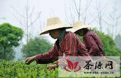 聚合优势 打造雅安茶产业品牌竞争力