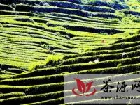兴山县助推白茶发展 筑就茶农致富路