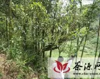安溪发现上百年历史野生茶树群