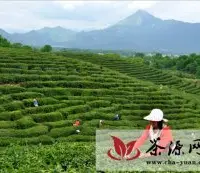 安庆岳西冶溪茶叶年产值过千万