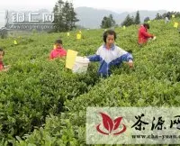 印江学生周末采茶体验劳动艰辛与收获喜悦