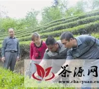 邮储银行建阳支行信贷人员了解茶农生产情况