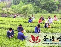 康县“双联”单位和广大干部帮助茶农采摘茶叶