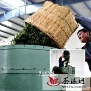 祁门红茶生产进入高峰期