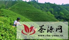 农行扶助广西昭平发展有机绿茶