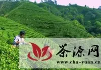 农行扶助广西昭平发展有机绿茶