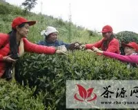 黄山晨刊：休宁大山深处帮采茶