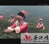 邛崃南宝山高山羌茶投放市场