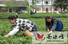 凤冈县茶农采茶致富每天人均增收近200元
