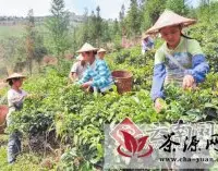 中华茶商临沧行引海内外客商 首日19个项目签约41亿