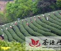 安吉溪龙乡1.2万亩白茶开采