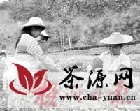苍梧县各大六堡茶园陆续开始采摘第一波春茶