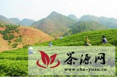 紫云坝羊乡打造“生态茶叶第一乡”