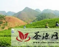 紫云坝羊乡打造“生态茶叶第一乡”