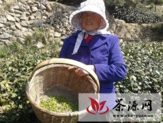 1.2万亩青岛崂山茶步入采茶期