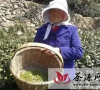 1.2万亩青岛崂山茶步入采茶期