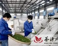 屏山县茶叶生产总产值10.5亿元