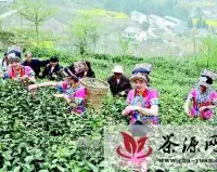 北川曲山镇多个村联合推出赏花采茶月活动