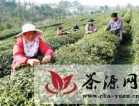 扬州平山茶场“明前茶”飘香