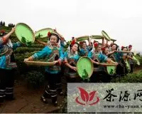 中国最大原生态古茶园“三月三”开园