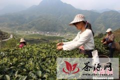 湖南莽山茶叶携百万订单进入台湾市场