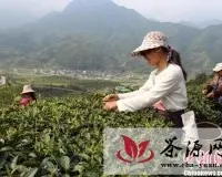 湖南莽山茶叶携百万订单进入台湾市场