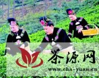 雷山县6.9万亩银球茶陆续开采