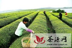 新余渝水区茶农采摘春茶