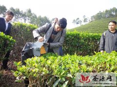 盈江县农业局茶技站进行茶叶机械采摘试验示范